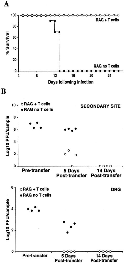 FIGURE 3. The effect of HSV-1-specific CD8+ T cells on survival and viral titers in RAG-1−/− mice following HSV-1 flank infection. A, RAG-1−/− mice were infected with HSV-1 KOS using flank scarification. The percentage of animals that remain healthy is shown for untreated control mice (n = 11) and mice that have received 107 in vitro-activated gBT-I CD8+ T cells 4 days after infection (n = 12). B, RAG-1−/− mice were infected with HSV-1 KOS using flank scarification and left for 4 days before half received 107 in vitro-activated gBT-I CD8+ T cells. Virus titers from skin and DRGs were determined at day 4 (pretransfer) and days 5 and 14 posttransfer for mice that received gBT-I T cells. Virus levels in control infected RAG-1−/− mice that did not receive gBT-I cells were determined only for the day 5 posttransfer time, because this cohort succumbed to hindleg paralysis around 13 days after infection.