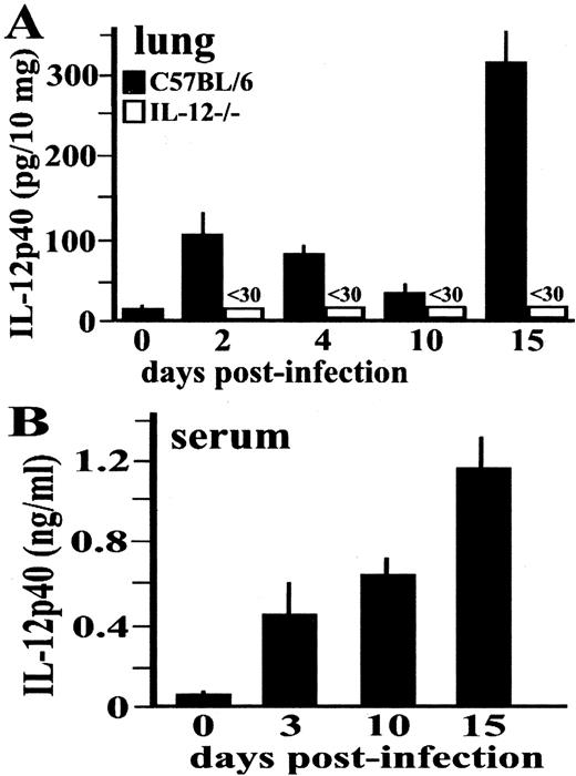 FIGURE 2. γHV-68 induced IL-12p40 production in the lungs and sera of infected mice. Groups of C57BL/6 or IL-12−/− mice were uninfected (0) or infected with γHV-68. At the indicated days postinfection, mice were euthanized and lung tissue and sera were isolated. A capture ELISA was used to quantify levels of IL-12p40 present in lung homogenates (A) and sera (B). Results are presented as mean values of triplicate determinations (±SDs). These studies were performed three times with similar results.