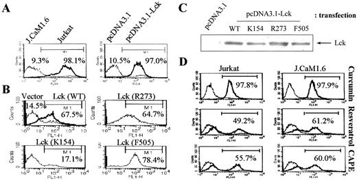 FIGURE 2. RosA-induced apoptosis is dependent on the Lck SH2 domain, but not its kinase activity, a genuine character only observed in RosA among polyphenolic compounds. A, Jurkat and J.CaM1.6 cells transfected with or without vector or Lck were cultured with RosA (30 μM) for 48 h. Cells were stained with Annexin VFITC and analyzed by flow cytometry. B, J.CaM1.6 cells were transfected with Lck wild type or mutants (K154, R273, F505). Then the cells were cultured with RosA (30 μM) for 48 h. Cells were stained with Annexin VFITC and analyzed by flow cytometry. C, Cell lysates (1 × 106) were measured for Lck expression by Western blot analysis using anti-Lck Ab. D, Jurkat and J.CaM1.6 cells were incubated with curcumin (30 μM), resveratrol (30 μM), or CAPE (30 μM) for 48 h and stained with Annexin VFITC. The thin line represents untreated cells, and the thick line represents cells incubated with the various phenolic compounds.
