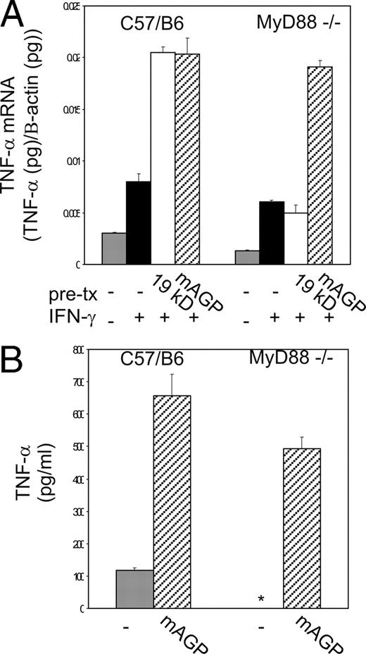 FIGURE 5. mAGP stimulates TNF-α production in a MyD88-independent fashion. A, Bone marrow macrophages were isolated from C57/B6 and MyD88−/− mice. Macrophages were treated with either the 19-kDa lipoprotein (1 μg/ml), mAGP (5 μg/ml), or left untreated and then stimulated with IFN-γ as shown. TNF-α mRNA was measured by real-time PCR and adjusted for cell number by normalization to β-actin mRNA. Each condition was assayed in triplicate and error bars represent the SD of the replicates. The data are representative of two independent experiments. B, Bone marrow macrophages were isolated from C57/B6 and MyD88−/− mice. Macrophages were treated with mAGP (5 μg/ml) or left untreated. After 24 h, supernatants were collected and the concentration of TNF-α was quantitated by ELISA. Asterisk indicates a concentration <16 pg/ml. Four biological replicates were performed for each condition and the error bars represent the SD of the replicates.