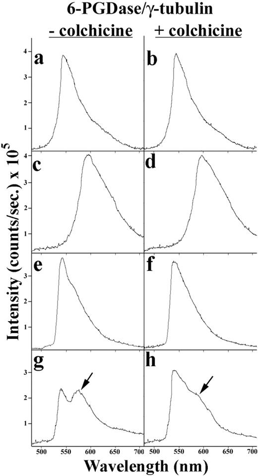 FIGURE 6. RET emission spectrophotometry studies of 6-PGDase and γ-tubulin in neutrophils. Emission spectra were recorded for cells labeled with FITC only (a and b), TRITC only (c and d), both labels associated with cells from nonpregnant women (e and f), and both labels for cells from pregnant women (g and h). In some experiments, cells were incubated with colchicine (50 μg/ml for 30 min at 37°C) (b, d, f, and h). The fluorescence emission spectra of FITC (a and b) and TRITC (c and d) were not affected by colchicine. RET was not observed for cells from nonpregnant women (e and f). However, RET was observed for cells from pregnant women in both the absence (g) and presence (h) of colchicine. n = 7.