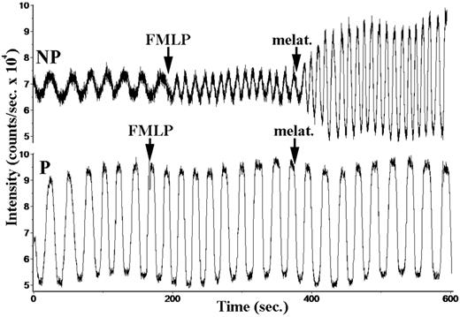 FIGURE 11. NAD(P)H dynamics in neutrophils from nonpregnant (NP; upper trace) and pregnant women (P; lower trace). The autofluorescence intensity is given at the ordinate in counts per second, whereas time in seconds is listed at the abscissa. In the upper trace, a neutrophil from a nonpregnant individual was observed over time. The addition of 0.5 μM FMLP increased the frequency of metabolic oscillations. Subsequent addition of 150 μg/ml melatonin increased the amplitude of these oscillations. In contrast, the NAD(P)H oscillations of neutrophils from pregnant women were not affected by the addition of these two reagents. Thus, pregnancy neutrophils exhibit an intermediate level of metabolic activity that was refractory to stimulation.