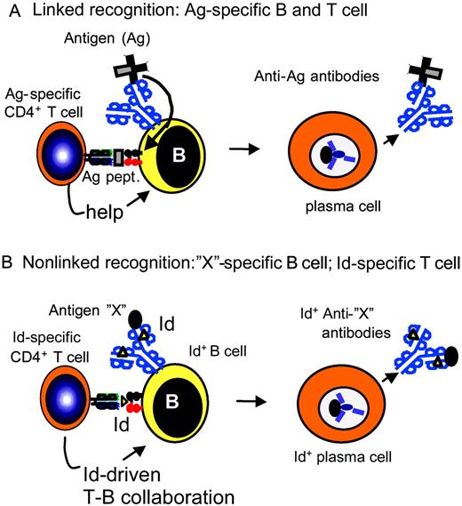 FIGURE 1. Conventional T-B collaboration and nonlinked Id-driven T-B collaboration. A, Conventional T-B collaboration. B cells bind Ag with their BCR, internalize, and process it and present antigenic peptide fragments on MHC class II to T cells. Because the antigenic determinants recognized by the BCR and TCR originally reside on the same molecule, this is called linked recognition (13 14 ). B, Nonlinked Id-driven T-B collaboration. B cells process their endogenous Ig and present V region peptides (Id peptides) on their MHC class II molecules. Id-specific T cells that recognize Id peptide/MHC class II on B cells become activated and help Id+ B cells to differentiate into plasma cells. In this case, the BCR does not bind an Ag related to Id; therefore, T-B collaboration is nonlinked. Nonlinked Id-driven T-B collaboration may be subdivided into two situations: 1) the BCR binds no Ag or 2) the BCR binds an unknown (auto) Ag “X.” We hypothesize that the outcome could differ in these two cases: in the absence of BCR ligation, Id-driven T-B collaboration could result in IgM natural Abs. In the presence of BCR ligation by autoantigen, as depicted, isotype-switched IgG Abs could be produced. Although this figure for reasons of simplicity depicts binding of monovalent Ag to BCR, the present experiments were done under conditions where multivalent Ag could have cross-linked BCR.
