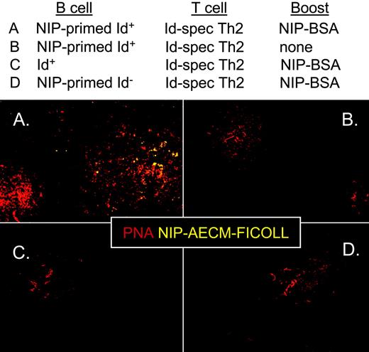 FIGURE 4. Id+ B cells are helped by Id-specific (spec) T cells to undergo a GC reaction in the presence of BCR ligand. B cells (3 × 106) from NIP-KLH-immunized or nonimmunized mice were transferred into C.B-17 recipients, followed by Id-specific Th2 in the presence or absence of the BCR ligand (i.p. NIP-BSA boost) (corresponds to gr. 1–4 of Expt. B, Table I). Spleens were harvested after 2 wk and stained with PNA-rhodamine (red, GC B cells) and NIP-AECM-Ficoll (green, NIP-specific B cells). A, C.B-17 recipients of NIP-primed Id+ B cells, Id-specific T cells, and NIP-BSA. B, C.B-17 recipients of NIP-primed Id+ B cells, Id-specific Th2 cells but no NIP-BSA (gr. 2). C, C.B-17 recipients of nonimmunized Id+ B cells, Id-specific Th2 cells, and NIP-BSA (gr. 3). D, C.B-17 recipients of NIP-KLH-immunized Id− B cells, Id-specific T cells, and NIP-BSA (gr. 4).
