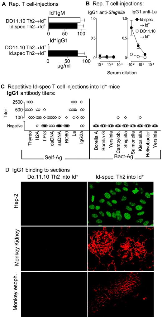 FIGURE 5. IgG antibacterial and autospecific Abs in Id+ mice injected repetitiously with T cells. Analysis of sera from Id+ mice injected repeatedly four to eight times every 10th day with Id-specific (spec) Th2 cells (•, n = 11) or DO.11.10 Th2 cells (○, n = 8). A, Levels of Id+ IgM and Id+ IgG in sera. B, OD values of IgG1-anti Y. entereocolitica (left) or IgG1 antirecombinant human La (right) in serum dilutions are shown. C, Titers of IgG1 Abs against a panel of autoantigens (left) and bacterial Ags (right) in sera from Id+ mice injected repeatedly with Id-specific Th2 cells. Titer was calculated as the dilution where sera from Id-specific Th2-injected mice remained clearly above the 95% confidence interval for control sera from DO.11.10 Th2-injected Id+ mice (negative controls). D, Detection of IgG autoantibodies in sera by indirect immunofluorescence. Example from Id+ mice repeatedly injected with Id-specific Th2 cells (right) or DO.11.10 Th2 cells (left). Top panel, IgG1 (Alexa 488, green) on Hep-2 cells; middle panel, IgG1 (Alexa 546, red) on monkey kidney; bottom panel, IgG1 (Alexa 546, red) on monkey esophagus.