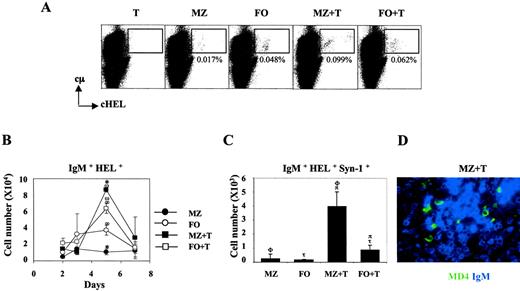 FIGURE 9. Ag-specific B cell clonal expansion in vivo. HEL-primed MZ or FO B cells from MD4/B10.BR-F1 mice were transferred alone or together with 1.5 μM CMFDA-loaded CD45.1+3A9 CD4+ T cells into C57BL6/B10.BR-F1 nontransgenic recipients, and spleens from the recipients were analyzed for transferred MD4 B cells by flow cytometry as previously described. A, Cytoplasmic (c) μ+cHEL+ B cell clonal expansion on day 5 after transfer; B, kinetics of Ag-specific μ+cHEL+ B cell clonal expansion; C, μ+cHEL+Syn+ plasma cell number on day 5 after transfer; D, spleen section of a recipient that received MZ B and T cells 5 days after cell transfer. The section was stained with anti-IgM-AMCA (blue) and anti-MD4 Id Ab-Alexa-488 (green). ∗, p < 0.05; ω, p > 0.05; ∞, p > 0.05; φ, p < 0.001; π, p < 0.001; τ, p < 0.05.
