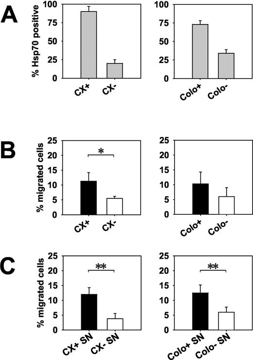 FIGURE 2. TKD-activated PBL migrate toward Hsp70-positive target cells and supernatants (SN) derived thereof. A, Phenotypic characterization of the Hsp70 membrane expression on human colon carcinoma cell sublines CX+ and CX− and human pancreatic carcinoma cell sublines Colo+ and Colo−. The sublines were generated by FACS using Hsp70FITC Ab (clone cmHsp70.1), which recognizes the Hsp70 surface epitope. The data represent the mean percentage (±SEM) of Hsp70-positively stained cells of at least eight independent experiments. B, Migration of TKD-activated PBL to CX+, CX− and Colo+, Colo− tumor cells. Migration was tested in a Transwell system with two compartments separated by a polycarbonate membrane with a pore size of 5 μm. In the lower compartment, CX+, CX− or Colo+, Colo− cells (0.2 × 106 cells per well) were grown for 48 h in 600 μl of RPMI 1640 medium containing 10% FCS. PBL, stimulated with TKD (2 μg/ml) plus low-dose IL-2 (100 IU/ml) for 4 days, were harvested, labeled with sodium [51Cr]chromate (100 μCi), and transferred into the upper chamber of the Transwell system. Following a 4-h coincubation period, radioactivity was determined in PBL that migrated to the lower chamber. Specific migration was calculated as described in Materials and Methods. Results are shown as the mean ± SEM of at least five independent experiments. Statistically significant (Student’s t test), ∗, p < 0.05. C, In the next set of experiments, 600 μl of cell-free culture supernatant (SN) of CX+CX− and Colo+Colo− tumor cells cultured for 48 h were administered in the lower compartment. Following a 4-h coincubation period with PBL, radioactivity was determined in the migrated cells of the lower chamber. Specific migration was calculated as described in Materials and Methods. Results are shown as the mean ± SEM of at least five independent experiments. Statistically significant (Student’s t test), ∗, p < 0.05; ∗∗, p < 0.005.