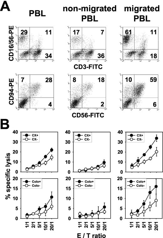 FIGURE 3. NK cells migrate and exhibit lytic activity against Hsp70-positive tumor target cells. A 4-h migration assay was performed using TKD-stimulated PBL against supernatants of Hsp70-positive CX+ tumor cells to determine the phenotype and the lytic activity of nonmigrated and migrated cells in comparison with the initial PBL population. A, Nonmigrated PBL (middle panel), and migrated cells (right panel) were harvested and analyzed by multiparameter flow cytometry using CD3FITC, CD16/56PE, CD56FITC, and CD94PE Abs, and a double staining was performed with CD94FITC and NKG2APE Abs. The phenotype of each cell population was compared with the initial PBL population (left panel) that had been stimulated with TKD for 4 days. Numbers in the dot plot diagrams indicate percentage of positively stained cells for each quadrant. Data of one representative result of five independent experiments is shown. Increase in CD56+CD94+ cells was always doubled in the migrated cell population if compared with the initial PBL population. B, Concomitantly, the cytolytic activity of the three effector cell populations (initial PBL, nonmigrated PBL, and migrated PBL) was tested in a standard 4-h chromium release assay. Specific lysis of the effector cells was assessed against CX+ and Colo+ tumor target cells with high Hsp70 surface expression (•) and CX− and Colo− tumor target cells with low Hsp70 surface expression (○). E:T ratios ranged from 1:1 to 20:1. Data represent the mean values of four independent experiments.