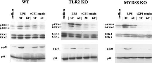 FIGURE 1. Macrophages derived from TLR2−/− or from MyD88−/− are hyporesponsive to tGPI-mucin. Inflammatory macrophages derived from C57BL/6 (WT), TLR2−/− or MyD88−/−, as indicated, were exposed to medium, LPS or to tGPI-mucin and phosphorylation of ERK1/2 (pERK-1 or pERK-2, top panel), or of p38/SAPK-2 (p-p38, bottom panel) were evaluated at 30 and 60 min later. The unphosphorylated proteins (ERK-1, ERK-2, and p38) were also blotted as loading control. The results shown are one representative of three different experiments that yielded similar results.
