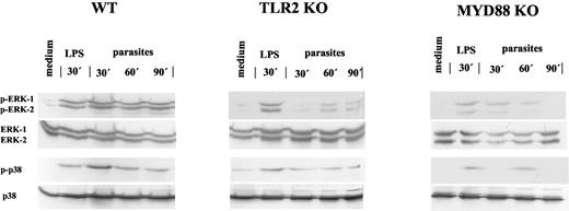 FIGURE 2. Phosphorylation of MAPKs in macrophages derived from WT, TLR2−/−, or MyD88−/− exposed to live trypomastigotes. Peritoneal macrophages derived from WT, TLR2−/−, or MyD88−/−, as indicated, were exposed to medium, LPS, or to four parasites/cell ratio and phosphorylation of ERK1/2 (pERK-1 or pERK-2, top panel), or of p38/SAPK-2 (p-p38, bottom panel) were evaluated at indicated times. The unphosphorylated proteins (ERK-1, ERK-2, and p38) were also blotted as loading control. The results shown are one representative of three different experiments that yielded similar results.