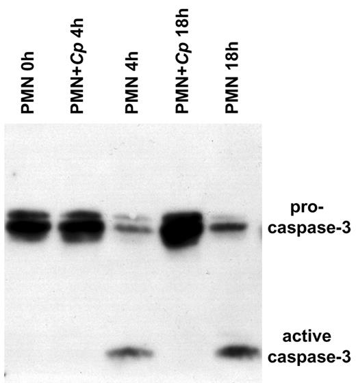 FIGURE 6. Coincubation with Cp results in the inhibition of procaspase-3 processing in PMN. The cleavage of procaspase-3 (32 kDa) into active caspase-3 (17 kDa) was investigated with Western blot using a mAb recognizing both procaspase-3 and active caspase-3. Cytosolic extracts were obtained from freshly isolated PMN and from PMN after 4- and 18-h culture in vitro in medium alone or in the presence of Cp.