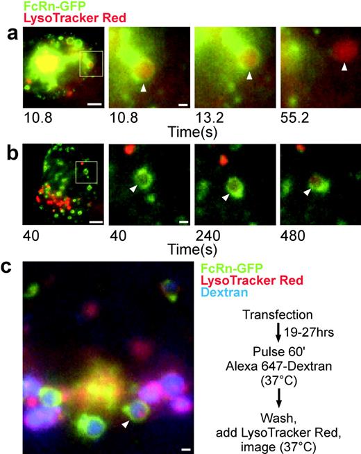 FIGURE 6. Trafficking of dextran and LysoTracker Red in FcRn-GFP-transfected HMEC-1 cells. Cells were incubated with 24 μg/ml LysoTracker Red (a and b) and imaged. c, Cells were first pulsed with 0.5 mg/ml Alexa 647-labeled dextran, washed, and incubated in 24 μg/ml LysoTracker Red. Individual frames are shown. The left panels of a and b show images of whole cells, with the boxed regions indicating the areas that were expanded in the adjacent panels. Times in seconds of each frame relative to start of imaging are shown; imaging was started at ∼600 s (a) or ∼1200 s (b) after the beginning of the chase period. The image in c was taken ∼80 s after the beginning of an imaging period that immediately followed the start of the chase period. Arrowheads show the following: a, FcRn-GFP-positive, LysoTracker Red-positive endosome with gradual depletion of FcRn-GFP; b, FcRn-GFP-positive, LysoTracker Red-positive endosome showing an increase in LysoTracker Red fluorescence; and c, dextran-positive, FcRn-GFP-positive endosome in which only a subcompartment of the endosome is strongly LysoTracker Red positive, suggesting membrane internalization. Images were acquired and processed as described in Materials and Methods (both multicolor imaging configurations). Representative cells from at least eight (a), three (b), and nine (c) independent experiments are shown. Bar = 5 μm (whole cell images in a and b) or 1 μm (c and expanded images in a and b).