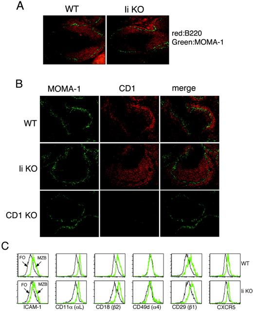 FIGURE 2. Splenic distribution and chemokine receptor pattern of B cells in Ii KO mice. A, Immunohistochemical analysis of frozen splenic sections from 4-mo-old WT and Ii KO stained for MOMA-1 (green) and B220 (red). Data are representative of six mice analyzed in each group. B, Immunohistochemical analysis of frozen splenic sections from 4-mo-old WT, Ii KO, and CD1 KO stained for MOMA-1 (green) and CD1 (red). Data are representative of six mice analyzed in each group. C, Integrin and chemokine receptor pattern expressed by B220+CD21highCD23low MZ B cells of WT and Ii KO cells. Data are representative of four separate experiments.
