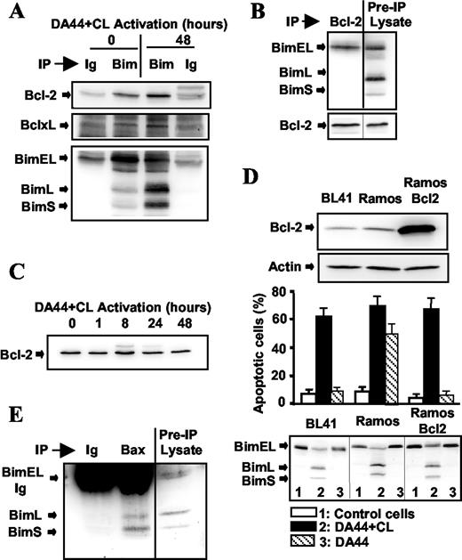 FIGURE 5. Involvement of Bim in DA44 + CL-mediated B cell apoptosis is not dependent on its binding to Bcl-2. A, Lysates from nonactivated BL41 cells (0) or BL41 cells activated by incubation for 48 h with DA44 + CL (48) were incubated with rabbit Ig control (Ig) or Bim Ab (Bim), and immune complexes were analyzed by immunoblotting with Ab against Bcl-2, Bcl-xL, and Bim. B, BL41 cells were cultured for 48 h with cross-linked DA44 mAb. Cell lysates were immunoprecipitated with Ab against Bcl-2. Crude lysates (Lysate) or Bcl-2 immune complexes were separated by gel electrophoresis and analyzed by immunoblotting with Abs against Bim and Bcl-2. C, BL41 cells were activated by incubation for various periods of time with cross-linked DA44 Ab, and Bcl-2 levels in crude supernatants were analyzed by immunoblotting with anti-Bcl-2 Ab. D, Bcl-2 levels were quantified by immunoblotting in lysates from nonactivated BL41, Ramos, and Bcl-2-transfected Ramos cells. BL41, Ramos, and Ramos-Bcl 2 cells were cultured for 48 h without (control) or with cross-linked (DA44 + CL) or soluble DA44 mAb (DA44). Apoptotic cells were assessed by flow cytometry, as in Fig. 1, and Bim isoforms were detected by immunoblotting. E, BL41 cells were cultured for 48 h with cross-linked DA44 mAb. Cell lysates were incubated with control murine Ig or anti-Bax Ab. Crude lysates (Lysate), control Ig, or Bax immune complexes were separated by gel electrophoresis and analyzed by immunoblotting with anti-Bim Ab. Data are representative of at least three different experiments.