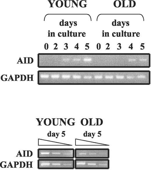 FIGURE 4. AID is down-regulated in activated splenic B cells from old mice. Splenic B cells (106 cells/ml) were stimulated with anti-CD40/IL-4 for 2–5 days or left unstimulated. After these times, cells were harvested, RNA extracted and RT-PCR reactions performed. RNA samples were undiluted (top panel) or diluted as indicated (bottom panel). Results are representative of six independent experiments. In four experiments, the levels of mRNA in old mice were ≥67% reduced as compared with those of young mice; in two other experiments, splenic B cells from old mice showed no AID message at all at the optimum day 5. GAPDH was used as a control for RT-PCR. Assurance of comparison of samples in the linear range for PCR was accomplished by simultaneous amplification of three 4-fold serial dilutions of the RT mixes from young and old samples and shown at bottom of the figure.
