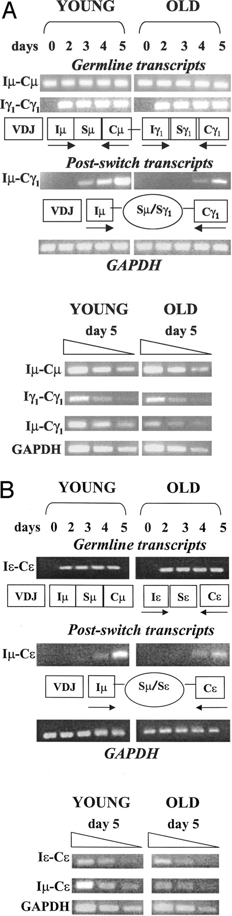 FIGURE 5. CSR but not GLT is impaired in activated splenic B cells from old mice. Splenic B cells (106 cells/ml) were stimulated for 2–5 days with anti-CD40/IL-4 or left unstimulated. After these times, cells were harvested, RNA extracted and RT-PCR reactions performed. A, GLT for μ and γ1 and postswitch transcripts for γ1. The arrows indicate the forward and reverse primer areas used for Iμ-Cμ and Iγ1-Cγ1 GLT and for Iμ-Cγ1 postswitch transcripts. Linear range for PCR was also established for young and old samples (bottom). B, GLT/postswitch transcripts for ε. The arrows indicate the forward and reverse primer areas used for Iε-Cε GLT and for Iμ-Cε postswitch transcripts. Linear range for PCR was also established for young and old samples (bottom). Results are representative of four (μ) and five (γ1 and ε) independent experiments.