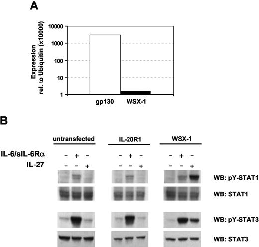 FIGURE 2. NIH3T3 cells expressing WSX-1 are sensitive to IL-27. A, Total mRNA was isolated from NIH3T3 cells and analyzed for expression of WSX-1 and gp130 using quantitative PCR. The indicated mRNA levels for both receptors are relative to ubiquitin, which was used as a reference gene. B, NIH3T3 cells were stably transfected with WSX-1 or a control receptor or were left untransfected; they were stimulated with saturating concentrations of IL-6/sIL-6Rα or IL-27; or were left unstimulated. Tyrosine phosphorylation of STAT1 and STAT3 as readout for cytokine receptor activation in response to the various factors was determined using pY-STAT-specific Abs. A representative of three experiments is shown.