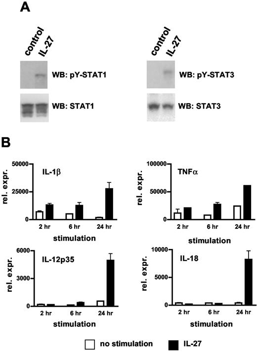 FIGURE 6. IL-27 stimulation leads to tyrosine phosphorylation of STATs and expression of inflammatory cytokines in primary human monocytes. A, Primary human monocytes were stimulated with IL-27, and tyrosine phosphorylation was assessed using pY-STAT1- and pY-STAT3-specific Abs. B, Primary human monocytes were stimulated with IL-27 or were left untreated for 2, 6, and 24 h. After each time point, total mRNA was prepared and analyzed for the indicated cytokines by TaqMan PCR; expression was plotted relative to ubiquitin ×10,000. The data shown represent means and SD of triplicate experiments.