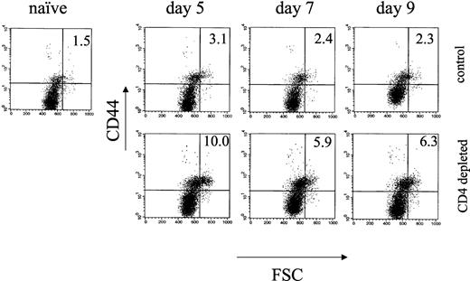 FIGURE 2. Expansion of activated CD8+ T cells is regulated by CD4+ T cells. LNC from control, rat IgG-treated and CD4+ T cell-depleted mice prepared on days 5, 7, and 9 after sensitization with 0.25% DNFB were stained with FITC-labeled anti-CD8 mAb and PE-labeled anti-CD44 mAb. The CD8+ T cell population was gated and analyzed for CD44 expression vs cell size (forward scatter). Numbers in the upper right corner represent the percentage of CD44high cells within the gated CD8+ T cell population. Results are representative of two individual experiments.