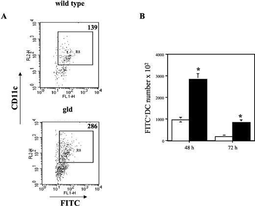 FIGURE 7. Increased numbers of DC in the lymph nodes of DNFB-sensitized gld mice during T cell hapten priming. Wild-type C57BL/6 and gld mice were sensitized with 0.25% DNFB on days 0 and 1. On days 2 (48 h) or 3 (72 h) postsensitization, LNC suspensions were prepared from skin-draining lymph nodes and stained with PE-labeled anti-CD11c mAb. A, Hapten-bearing DC were detected as side scatterhigh/FITChigh/CD11chigh cells. Numbers in the upper right corner represent the number of hapten-bearing DC per 2 × 104 LNC aliquot. B, The total number of hapten-bearing DC was calculated for each individual mouse as a proportion of total LNC obtained from the skin-draining lymph nodes. Results are presented as the mean number of hapten-presenting LC ± SEM for control wild-type (□) or gld mice (▪; three mice for each group). Results are representative of two individual experiments. ∗, p < 0.05.