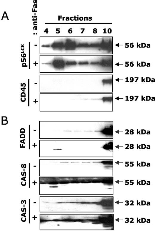 FIGURE 3. Fas ligation induces an increase in caspase-3 levels in lipid rafts. A, Lipid raft were extracted from Jurkat cells that were left untreated (−) or stimulated with anti-Fas Ab (+), and raft fraction was analyzed by Western blot for the presence of a raft marker, p56Lck, and the absence of a receptor excluded from rafts, the CD45. B, To analyze the effect of Fas ligation on redistribution of death-signaling molecules, fractions from the same experiment were analyzed for the presence of FADD, caspase-8, and caspase-3 by Western blotting.