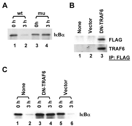 FIGURE 6. Role of Shc and TRAF6 in DDR1b-mediated IκB degradation. A, The wild-type or Y513F mutant of DDR1b was transfected into parental THP-1 cells. Transfected cells were incubated in the presence of 10 nM PMA and then activated with collagen for 3 h. Degradation of IκBα was evaluated by Western blotting. B, PMA-differentiated DDR1b-overexpressing THP-1 cells were transfected with FLAG-DN-TRAF6 expression vector or control vector and the expression of FLAG-DN-TRAF6 was examined by Western blotting after immunoprecipitation with anti-FLAG Ab. C, Each cell type was activated on collagen-coated plate for 3 h and degradation of IκBα was evaluated by Western blotting. Representative results of two to three individual experiments with similar results are shown.
