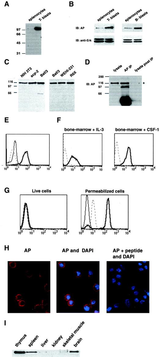 FIGURE 1. Expression pattern and localization of p116. Whole cytoplasmic lysates (normalized for total protein content of splenocytes, T lymphoblasts, or B lymphoblasts from A, (C57BL6 × DBA)F1 hybrid (BDF1) mice, or B, BALB/c mice, were run on SDS-PAGE, and immunoblotted (IB) with AP Abs generated against a peptide from the guanine nucleotide exchange factor, smgGDS. Equivalency of loading was confirmed by reprobing blots with Abs against ERK (anti-ERK). C, Whole cell lysates from a variety of murine cell lines were immunoblotted with AP Abs. D, AP Abs were used to precipitate p116 (∗) from Baf/3 cells. E, Intracellular staining of splenocytes (thin line, AP; dotted line, secondary alone) or T lymphoblasts (thick line, AP; dashed line, secondary alone) from BDF1 mice assessed by flow cytometry. F, Murine bone marrow cells were cultured for 6 days with conditioned medium containing either IL-3 or CSF-1, as indicated. Shown are the profiles of the large blast cells (thick line, AP; dashed line, secondary alone). G, Staining with AP Abs of live Baf/3 cells, or Baf/3 cells fixed with PFA and permeabilized with saponin (thin line, secondary alone; thick line, AP; dashed line, AP + specific peptide; dotted line, AP + nonspecific peptide). H, Cytospun Baf/3 cells were fixed in PFA, methanol permeabilized, and stained with AP Abs with or without specific peptide. AP binding is shown in red, and 4′,6′-diamidino-2-phenylindole staining of the nuclei in blue. I, Immunoblot with AP Abs of indicated tissues from an adult BALB/c mouse.