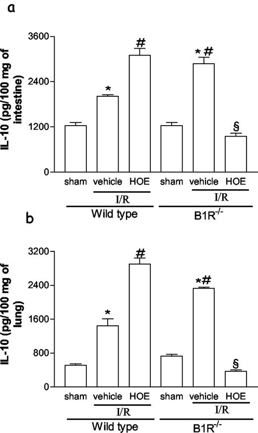 FIGURE 3. Reperfusion-associated increase in the concentrations of IL-10 in the intestine and lungs of wild-type and B1R−/− mice. IL-10 was measured using specific ELISA. In wild-type or B1R−/− mice, HOE 140 was administered i.v. at the dose of 1.0 mg/kg 10 min before reperfusion. Results are shown as picograms of the cytokine per 100 mg of tissue and are the mean ± SEM of at least six animals in each group. ∗, p < 0.01, when compared with sham-operated animals; #, p < 0.01, when compared with vehicle-treated wild-type animals submitted to I/R; and §, p < 0.01, when compared with vehicle-treated B1R−/− mice.