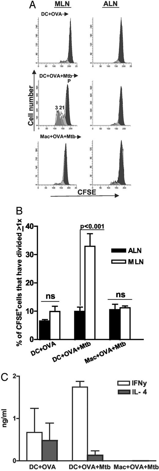 FIGURE 3. Local response of CFSE-labeled Tg-T cells after intratracheal instillation of Ag-pulsed DCs and Macs. A, BALB/c mice were adoptively transferred with transgenic-T cells 48 h before instillation with either 0.5 × 106 DCs pulsed with Mtb and OVA peptide, DCs pulsed with OVA peptide alone, or Macs pulsed with Mtb and OVA peptide. Four days later, MLNs and ALNs were harvested. Single-cell suspensions of MLNs and ALNs were gated for scatter characteristics. The cohort of adoptively transferred T cells was distinguished by strong green fluorescence of CFSE (x-axis). The acquired data were analyzed by MODFIT software. Cell division profile represented as generations (1, 2, 3) of the parent T cell population (P) in the MLNs can be visualized by sequential halving of CFSE fluorescent signal. The graph in A shows data analyzed from one representative experiment. B, Cumulative data from four individual experiments. C, A total of 5 × 104 of the MLNs obtained from each individual mouse was restimulated in vitro with OVA peptide (0.3 μM) and 1.5 × 105 irradiated spleen cells. Seventy-two hours later, supernatants were tested for IFN-γ and IL-4 protein levels by ELISA.