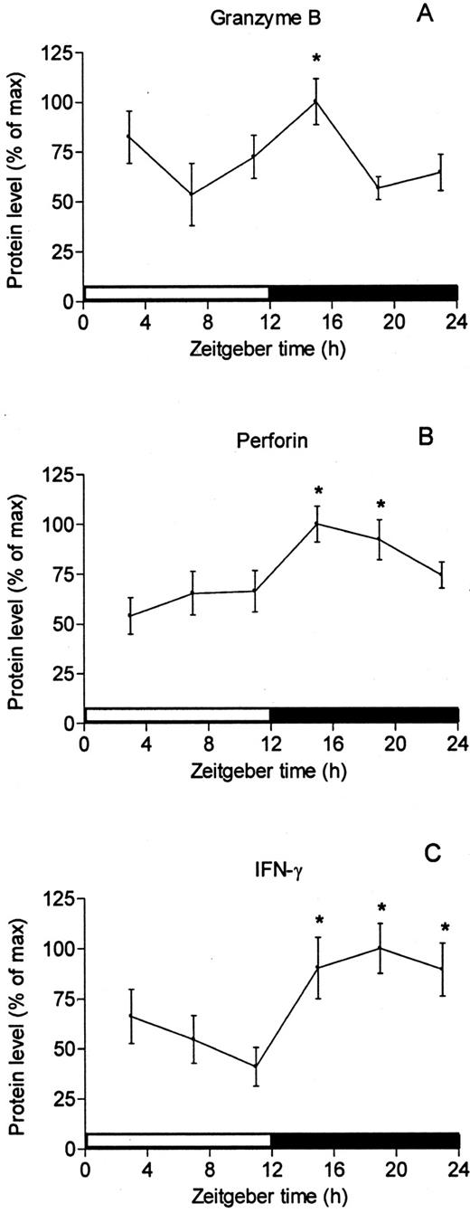 FIGURE 4. Circadian rhythm in protein levels of granzyme B (A), perforin (B), and IFN-γ (C) detected in the spleens of ad libitum-fed rats. Spleen aliquots were lysed and subjected to standard SDS-PAGE and blotting procedures. After densitometric quantification, relative protein content at each time point was determined as a percentage of the maximum value. Data are mean ± SEM of five to six animals per time point. ∗, p < 0.05 significantly different from the lowest value as per one-way ANOVA with Dunnett post-test. Samples were collected at the following clock times: 6:00 a.m., 10:00 a.m., 2:00 p.m., 6:00 p.m., 10:00 p.m., and 2:00 a.m. These time points correspond with ZT 3, 7, 11, 15, 19, and 23, respectively.