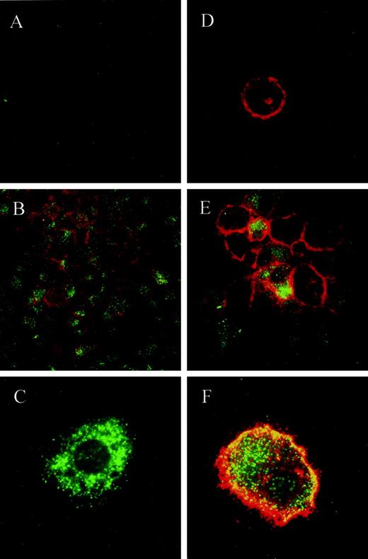 FIGURE 1. Detection of viral NP by immunofluorescence in DC and MP. MP (A–C) and DC (D–F) were harvested 2 days after LV infection (MOI = 2; B, C, E, and F) or mock infection (A and D). Cells were stained with irrelevant mouse IgG plus TRITC-conjugated goat anti-mouse (GAM) and FITC-conjugated mixed mAbs directed against NP (A); mouse anti-CD14 plus GAM IgG and FITC-conjugated anti-NP Ab (B); FITC-conjugated anti-NP Ab (C); mouse anti-CD1a plus GAM IgG and FITC-conjugated anti-NP mAb (D–F). Original magnifications: ×400 (A and B), ×630 (C–F). The data are from one experiment representative of four.