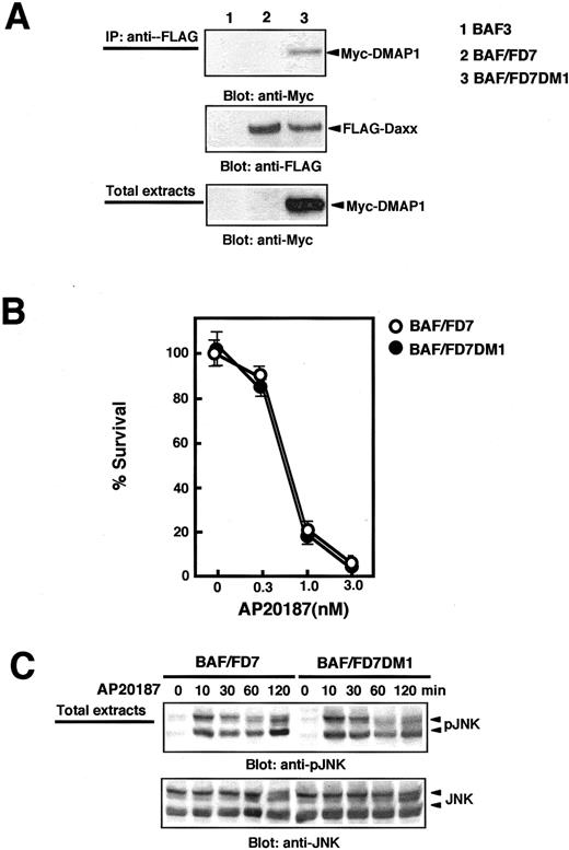 FIGURE 5. Effect of DMAP1 on Daxx-mediated apoptosis in a murine pro-B cells. A, BAF3, BAF/FD7, or BAF/FD7DM1 cells (1 × 107) were lysed and then immunoprecipitated with anti-FLAG, and immunoblotted with anti-Myc Ab (upper panel), anti-FLAG Ab (middle panel). Total cell lysates (1%) were blotted with an anti-Myc Ab (lower panel). B, Each cells (2 × 104) were treated with the indicated concentrations of AP20187. After transfection (24 h), cell viability was determined by Cell Counting kit 8. B, JNK activation by AP20187 in BAF/FD7 or BAF/FD7DM1 cells. Each cells (2 × 106) was treated with AP20187 (1 nM) for the indicated time, lysed, and immunoblotted (C) with an anti-phospho JNK Ab or an anti-JNK Ab.
