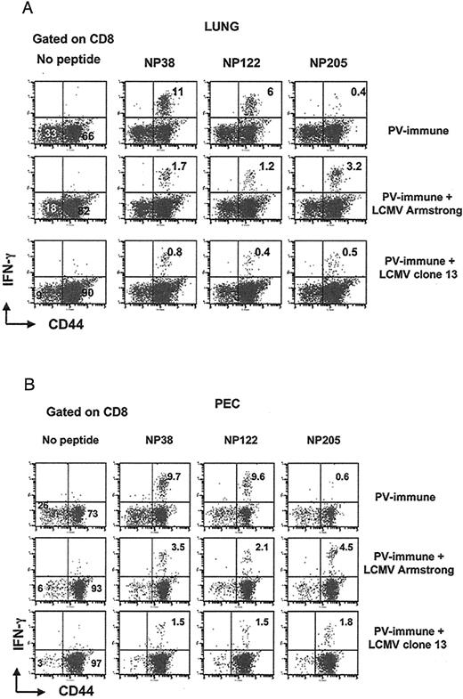 FIGURE 2. Memory T cell attrition patterns in peripheral tissues. Lymphocytes were isolated and pooled from the lung (A) or peritoneal cavity (B) of three of each PV-immune, PV + LCMV-Armstrong, and PV + LCMV-clone 13 mice, as in Fig. 1, and PV-specific CD8 T cells were visualized via an IFN-γ assay.