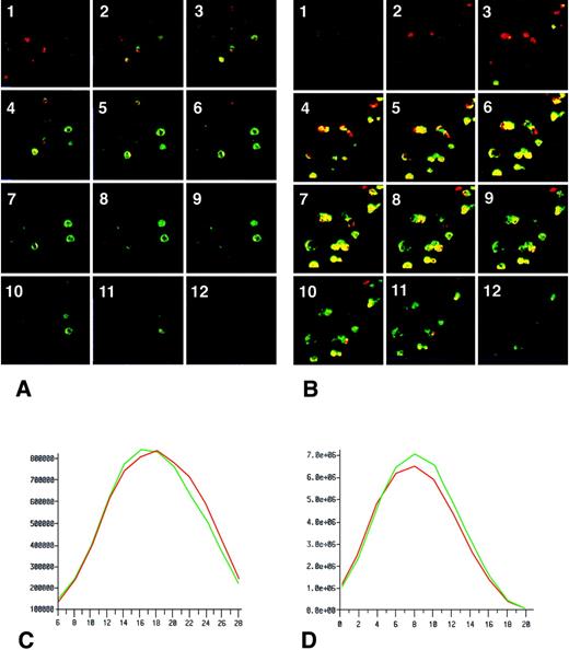FIGURE 4. Analysis of intracellular localization of CD40 and JAK3 in primary cultures of human epithelial respiratory cells. The green staining identifies CD40 and the red staining JAK3. The presence of yellow staining on serial optical sections from the cell surface toward the interior of the cells (from 1 to 12) shows the colocalization of CD40 and JAK3 in basal condition (A) or in stimulated culture (B). The intensity of fluorescence as a function of the cell depth (expressed in micrometers) in control and stimulated cultures is shown in C and D, respectively.