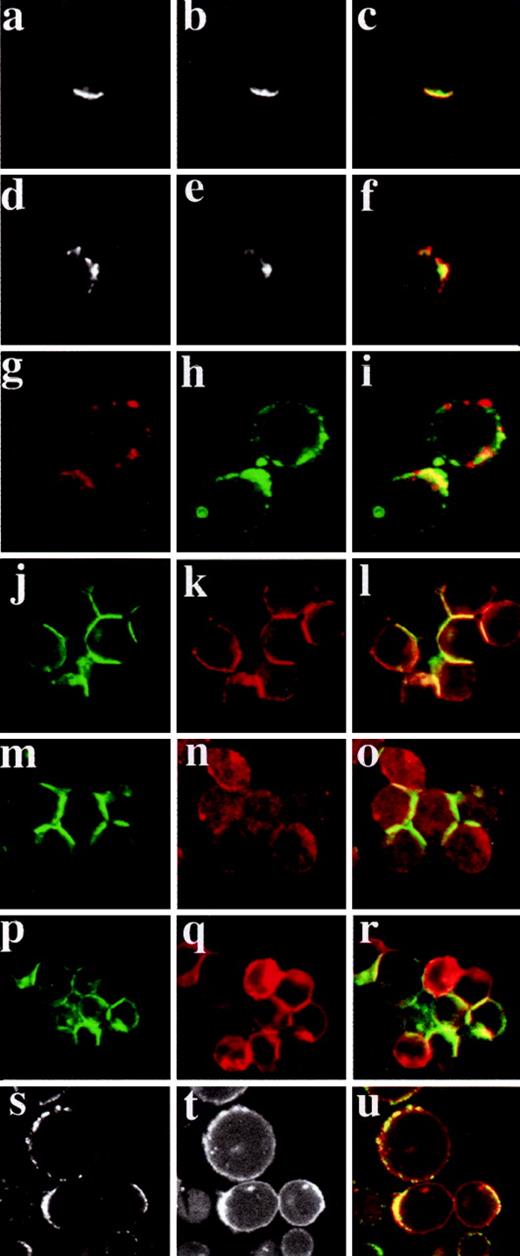 Cell Adhesion Molecule Carcinoembryonic Antigen Biology Diagrams