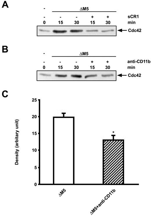 FIGURE 8. The activation of Cdc42 is inhibited by impairing complement activation or blocking of the CD11b/CD18 receptor. Neutrophils were preincubated with or without sCR1 or an anti-CD11b Ab in the presence of plasma from nonimmune individuals for 30 min before the addition of ΔM5. The phagocytes were lysed after 0, 15, and 30 min, and GST-PAKcrib pull-down assays were performed. The blot in A shows ΔM5-induced activation of Cdc42 in neutrophils in the absence or presence of sCR1. The blot in B shows ΔM5-induced activation of Cdc42 in neutrophils preincubated with or without an anti-CD11b Ab. C, Shows a densitometric analysis of the effect of the anti-CD11b Ab on ΔM5-induced activation of Cdc42 after 30 min. The data represent means ± SEM of 14 independent experiments. The statistical significance of the difference was assessed by paired Student’s t test; ∗, p < 0.05.