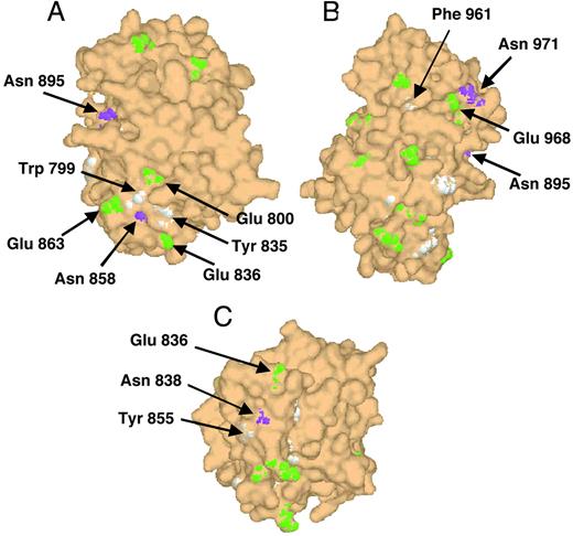 FIGURE 1. Location of potential 96/3 Ab contact residues on the surface of the model IA-2 structure. Three views (A–C) of the model PTP domain of IA-2 are shown with surface-localized glutamate (colored green), asparagine (magenta), and aromatic (white) amino acids within the 777–979 region of IA-2 highlighted.