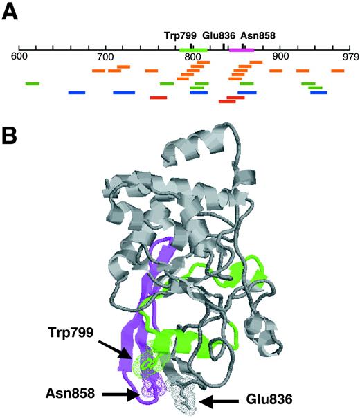 FIGURE 4. Relationship of residues within the 96/3 Ab epitope to determinants recognized by autoreactive T cells. A, Linear representation of the cytoplasmic domain of IA-2 (residues 601–979) with peptides stimulating T cell responses represented as colored bars in the figure. Peptides shown are those identified in studies by Honeyman et al. (orange bars, Ref. 9 ), Lohmann et al. (green bars, Ref. 11 ), Peakman et al. (blue bars, Ref. 10 ), and Hawkes et al. (red bars, Ref. 12 ) to induce positive proliferative responses of PBLs or IA-2-responsive T cell lines. Amino acid residues participating in 96/3 Ab binding were located within two clusters of overlapping peptides represented by amino acids 787–817 and 841–869 shown to stimulate T cell responses in several studies. These regions are shown (787–817 in green, 841–869 in magenta) on the linear representation of IA-2 in A and on the three-dimensional model structure of the IA-2 PTP domain in B. The amino acids contributing to the 96/3 epitope are indicated above the linear representation of IA-2ic in A and by arrows on the model PTP domain in B.