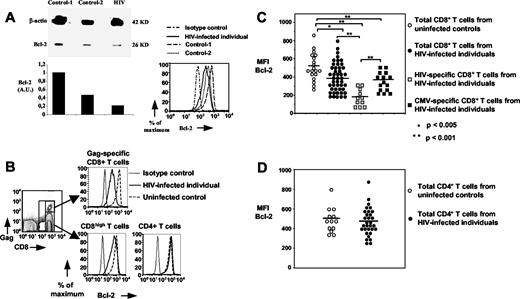 FIGURE 1. HIV-specific CD8+ T cells express reduced Bcl-2 protein levels ex vivo. A, Western blot showing the Bcl-2 levels in purified total CD8+ T cells from two healthy controls and one HIV-infected individual. Bar graphs (left) depicting Bcl-2 levels normalized against β-actin (in arbitrary units, A.U.), and the corresponding flow cytometry histograms (right) are shown in the lower panel. B, Representative flow cytometry from one HIV-infected individual showing HIV-specific CD8+ T cells, total CD8+ T cells, and CD4+ T cells. Cells were gated first for lymphocytes by forward and side light scatter and then for HIV-specific, total CD8+ and CD4+ T cells by tetramer and CD8 or CD4 staining. Analysis of CD8+ T cells was done using both CD8high and CD8high + CD8 low gate (large CD8 gate). Histograms depict ex vivo Bcl-2 expression in HIV-specific, total CD8high T cells and CD4+ T cells from a representative HIV-infected individual and an uninfected control. Uninfected controls in Gag-specific CD8+ T cell histogram depict total CD8high T cells. C, Pooled data showing MFI of Bcl-2 staining for HIV-specific CD8+ T cells (n = 11), CMV-specific CD8+ T cells (n = 15), and total CD8high T cells from HIV-infected individuals (n = 46), and total CD8high T cells from uninfected controls (n = 19). D, Pooled data showing MFI of Bcl-2 staining for CD4+ T cells from HIV-infected individuals (n = 31) and uninfected controls (n = 13). Horizontal lines depict mean values. The p values were calculated using Student’s t test.