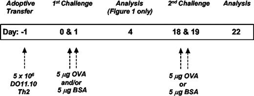 FIGURE 1. Murine asthma model protocol. All experiments except those represented in Figs. 5A and 3E follow the above-diagrammed timeline for DO11.10-transgenic Th2 transfer and airway Ag challenge regimen. In Fig. 2, airway responses after both the first Ag challenge (days 0 and 1) and the second Ag challenge (days 18 and 19) are included. The inflammatory response after the first challenge resolves by day 18 and therefore is the point at which we deliver the second challenge. All figures subsequent to Fig. 2 show airway responses only after the second challenge (days 18 and 19). For these remaining figures, the Ags administered during both the first and second challenges are indicated within the figure. It should be emphasized that all BAL analyses were done 3 days after the last airway Ag exposure (day 4 or 22 for either the first or second challenge, respectively).