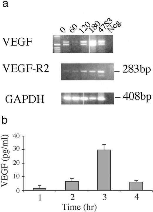 FIGURE 3. Induction of VEGF and VEGFR2 by hypoxia. Anti-p277 line cells at the beginning (day 1) of the propagation phase were incubated in closed Eppendorf tubes for the times indicated; cDNA was prepared and tested with primers for VEGF and VEGFR2. Both VEGF and VEGFR2 were induced by hypoxia and levels of PCR products peaked at 180 min. 47S3, cDNA from the T cell line reactive to β-synuclein peptide aa 93–111 (19 ). Control cDNA was amplified with primers for GAPDH. b, Induction of VEGF secretion by hypoxia. T cell line (anti-p277) was incubated at the end of Ag stimulation for 1–4 h in closed Eppendorf tubes and supernatants were tested by ELISA.