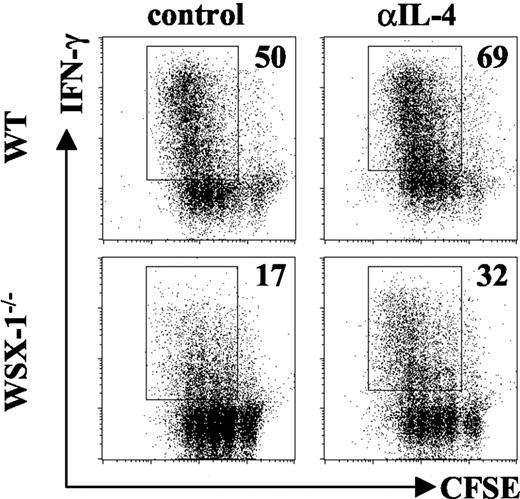 FIGURE 3. Anti-IL-4 mAb treatment partially recovers IL-12 responsiveness and Th1 cell differentiation in naive WSX-1−/− CD4+ T cells. Spleen and LN cells were isolated from naive WT and WSX-1−/− mice, labeled with CFSE, and cultured for 4 days with anti-CD3 mAb, anti-CD28 mAb, and rIL-12 in the presence of control or anti-IL-4 mAb. Cells were stained for surface CD4 and intracellular IFN-γ. CD4+ T cell proliferation and IFN-γ production were analyzed by flow cytometry. Numbers represent the frequency of proliferating CD4+ T cells staining positive for IFN-γ. Results are representative of three individual experiments.