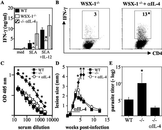 FIGURE 4. Anti-IL-4 mAb treatment recovers Leishmania-specific Th1 responses and resistance to L. major in WSX-1−/− mice. WT and WSX-1−/− mice were infected with 2 × 106 L. major promastigotes in the hind footpad and treated with control or anti-IL-4 mAb for the first 4 wk of infection. At day 18 postinfection, LN cells were isolated and cultured in medium alone (med) or SLA (with or without rIL-12) for 72 h. IFN-γ secretion and the frequency of cytokine-positive CD4+ T cells were analyzed by ELISA (A) and intracellular cytokine staining (B). Numbers represent the percentage of CD4+ T cells secreting IFN-γ following stimulation in the presence of rIL-12. Lesion size was determined by measuring swelling of the infected footpad and subtracting that of the uninfected contralateral footpad (D). Serum Leishmania-specific IgG1 responses (C) and parasite load in the footpad (E) were determined at wk 6 postinfection. Values represent the mean ± SD for three to five mice per group and are representative of three experiments. ∗, Significant difference between untreated and anti-IL-4 mAb-treated WSX-1−/− mice (p < 0.05).