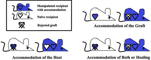 FIGURE 1. Distinguishing accommodation of the graft from accommodation of the host. Accommodation or acquired resistance of a graft to humoral injury could reflect changes to the graft or changes in the host (other than tolerance). Which of these changes occurs can be determined, in principle, by transplanting accommodated organs into naive recipients and new organs into the hosts of the accommodated grafts. If accommodation involves changes to graft, a naive recipient, treated with cyclosporine to prevent cellular rejection, will accept the graft, whereas the original host of the accommodated graft will reject a new graft. Should accommodation reflect changes to the host, a cyclosporine-treated naive recipient will reject an accommodated graft, whereas the original host of the accommodated graft will accept a new graft. If accommodation involves both changes to the graft and recipient, or healing, then all newly transplanted grafts will be rejected.