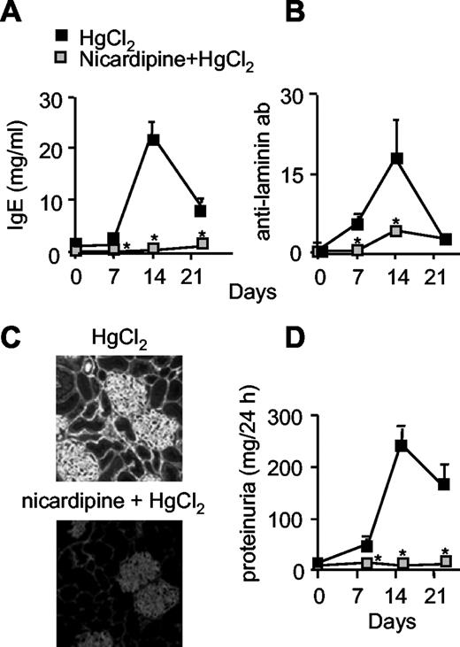 FIGURE 7. Inhibition of HgCl2-induced autoimmune glomerulopathy by nicardipine. BN rats were injected three times a week with 250 μg/100 g bw. HgCl2 and received i.p. injections of nicardipine (5 to 6 rats per group) or not. Serum IgE concentration (A) and anti-laminin autoantibody (ab) production (B) were quantified every week. C, Intensity of glomerular IgG deposits of representative rats that were injected with HgCl2 and received injections of nicardipine or not. D, 24-h proteinuria was determined once a week. ∗, p < 0.01 relative to BN rats injected with HgCl2 only.