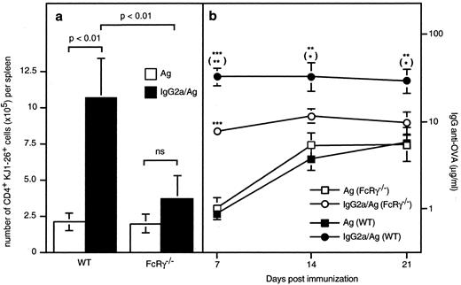 FIGURE 2. IgG2a-mediated enhancement of T cell proliferation is absent in FcRγ−/− mice. WT BALB/c and FcRγ−/− mice on BALB/c background were adoptively transferred with purified DO11.10 T cells (CD4+, >99%). Twenty-four hours later, recipients were immunized i.v. with 20 μg of OVA-TNP plus 20 μg of KLH (as a specificity control) alone, 20 μg of OVA-TNP plus 20 μg of KLH preincubated with 50 μg of IgG2a anti-TNP, or with 50 μg of IgG2a anti-TNP plus 20 μg of KLH alone. a, Four mice per group were sacrificed 3 days after immunization and the number of CD4+KJ126+ DO11.10 cells per spleen was determined by flow cytometry. b, Four mice per group were saved and bled on the indicated days. IgG anti-OVA-levels in sera were determined by ELISA (mean ± SEM). Immunization with 50 μg of IgG2a anti-TNP alone did not result in a T cell response nor an IgG anti-OVA response (data not shown). Asterisks indicate statistical differences between mice of the same strain given Ag alone and mice given Ab/Ag complexes. Asterisks within parentheses indicate the statistical differences between FcRγ−/− and WT mice given Ab/Ag complexes. ∗, p < 0.05; ∗∗, p < 0.01; ∗∗∗, p < 0.001. Levels of IgG anti-KLH were not statistically higher in IgG2a/Ag-immunized than in Ag-immunized mice. A representative of four independent experiments is shown.