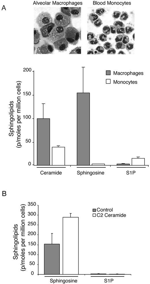 FIGURE 1. Human alveolar macrophages have high sphingosine levels compared with blood monocytes. Matching sets of human alveolar macrophages and blood monocytes were obtained from normal volunteers as described in Materials and Methods. A, Freshly isolated cells were lyophilized, and sphingolipid analysis was done by tandem mass spectrometry. A Wright-Giemsa stain of isolated monocytes and alveolar macrophages is shown. The sphingolipid data are shown as picomoles (p/moles) per million cells. The data are a composite of three separate experiments. B, Freshly isolated alveolar macrophages were treated with C2 ceramide (10 μM) for 1 h. Cells were frozen and lyophilized, and sphingolipid analysis was performed. The data are a composite of three separate experiments.