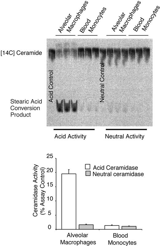 FIGURE 2. Human alveolar macrophages contain high (compared with blood monocytes) constitutive acid ceramidase activity. Matching sets of human alveolar macrophages and blood monocytes were obtained from normal volunteers as described in Materials and Methods. Cell pellets were lysed in acid pH buffer or neutral pH buffer (as described), and a ceramidase assay was performed using [14C]ceramide as a substrate. Ceramidase activity is measured by the degree of formation of a stearic acid conversion product. The TLC plate shows three separate experiments. Quantitation of the TLC plate was by a phosphor imager, and the data are shown as a percentage of conversion product compared with the assay control lane (no cell lysate). The assay control lane is from a sample containing [14C]ceramide and assay buffer with no cell lysates.