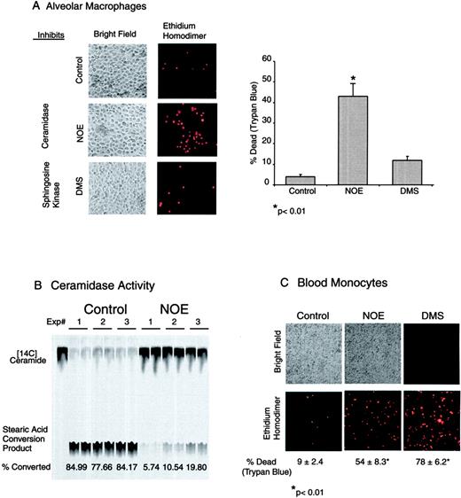 FIGURE 4. Inhibition of acid ceramidase activity induces alveolar macrophage cell death. A, Human alveolar macrophages were cultured with the acid ceramidase inhibitor NOE (1 mM), or a sphingosine kinase inhibitor, DMS (10 μM), for 6 h. The photomicrographs demonstrate increased entry of EthD-1 (a marker of cell death) with NOE exposure. Also shown is percent dead by trypan blue exclusion (each sample is the composite of 3 × 100 cells assayed for trypan blue staining). The trypan blue data are from three separate experiments. B, Human alveolar macrophages were cultured with and without NOE (1 mM) for 2 h, and acid ceramidase activity was assayed. The amount of stearic acid conversion product is a measure of ceramidase activity in the cell lysate. The figure shows the results from three separate sets of alveolar macrophages, and each sample was run in duplicate. Percentage of [14C]ceramide converted to a stearic acid conversion product is shown at the bottom of the figure (14C counts in conversion product/total counts of [14C]ceramide plus conversion product) times 100 for each experimental group. C, Blood monocytes were cultured as described for the alveolar macrophages (Control; NOE (1 mM); DMS (10 μM)), and cell viability was analyzed by EthD-1 staining and trypan blue exclusion. The data (trypan blue) are from three separate experiments. The EthD-1 photomicrographs are representative of three separate experiments.