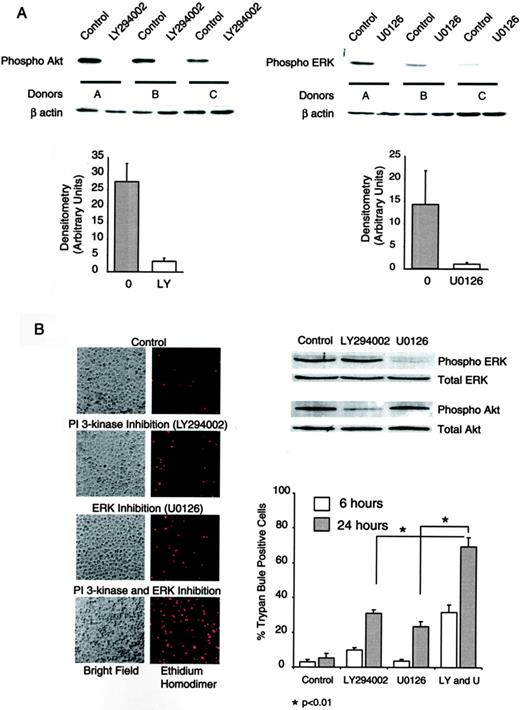 FIGURE 6. Akt and ERK activity is required for alveolar macrophage survival. A, Alveolar macrophages were cultured for 1 h with or without LY294002 (PI3K, 10 μM) or U0126 (MEK inhibitor, 10 μM). Whole-cell lysates were obtained, and Western analysis was performed for active Akt (phosphorylated on serine 473) or active ERK (phosphorylated on threonine 202/tyrosine 204). Equal loading was determined by staining identical blots for β-actin. The graphs represent densitometry from three separate donors. B, Human alveolar macrophages were treated as described above with the addition of one group, which received both LY294002 (10 μM) and U0126 (10 μM). At the end of 6 h, EthD-1 entry was evaluated (photomicrograph). At the end of 6 or 24 h, trypan blue exclusion was evaluated. The data are graphed as percentage of cells that are trypan blue positive. The graph represents data from three separate experiments. Also shown is a Western blot demonstrating the effect of LY294002 and U0126 on ERK and Akt activity.